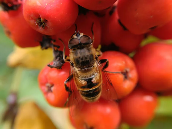 On the rowan tree - My, The photo, Nature, Autumn, Rowan, Insects