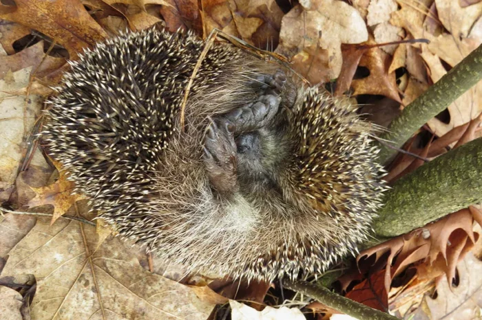 Lethargic hedgehogs in the forest in autumn. But they are alive. What to do with such a find? - Hedgehog, Forest, Animals, Wild animals, Yandex Zen, Yandex Zen (link), Longpost