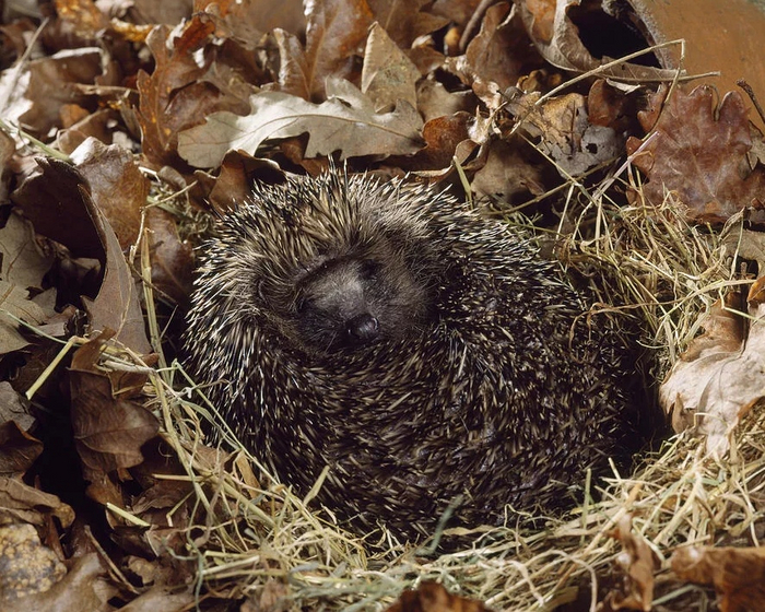 Давайте дружно позавидуем ёжику. Ведь он не будет стоять и ждать маршрутку в -20!
