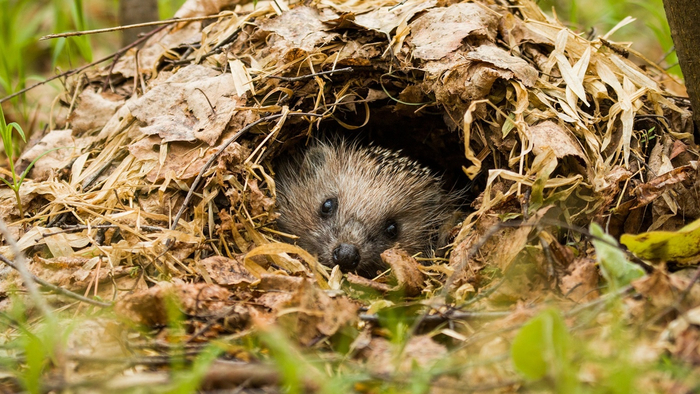 А ты себя-то видел, когда спишь, умник?