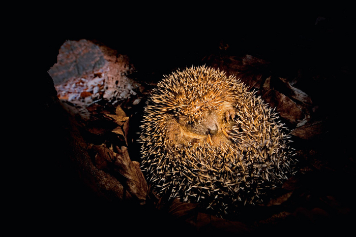 Важно: сами ёжики нор не роют. Они обустраиваются в тех местах, где уже есть укрытие.