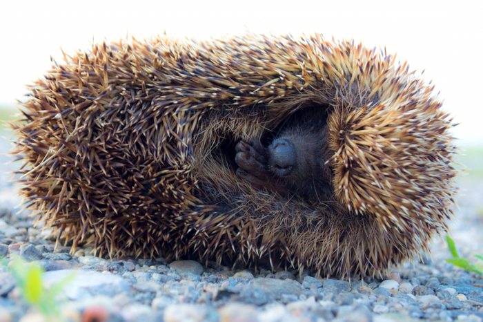 То чувство, когда нужно выбираться из-под тёплого одеялка в холодную квартиру утром...