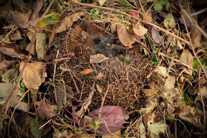 Такой ёжик отлично устроился, и ему точно не нужна помощь.