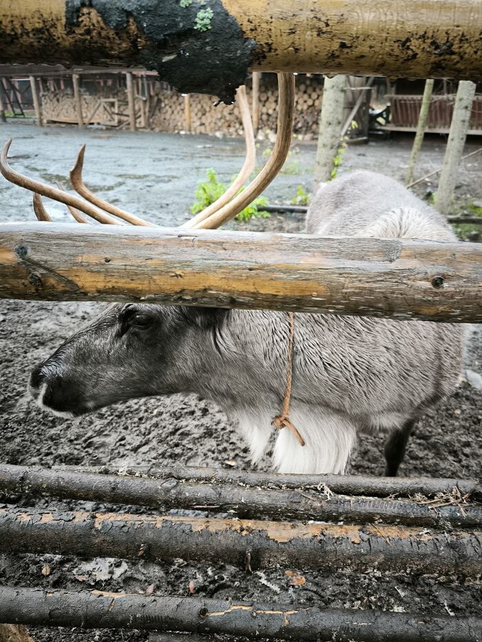 ������� ���������� �������