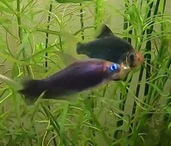 Royal Tetra Palmeri. Care, Maintenance, Reproduction - My, A fish, Aquarium, Aquarium, Tetra