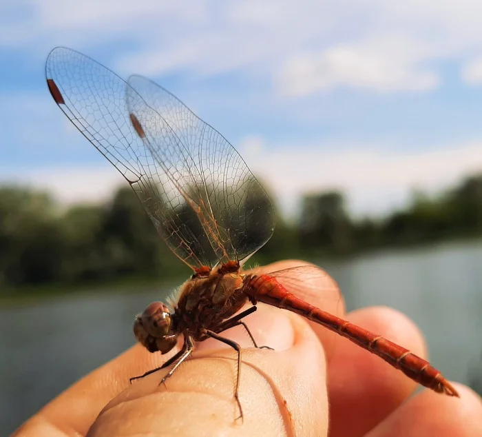 Dragonfly - My, The photo, Nature, Summer, Dragonfly