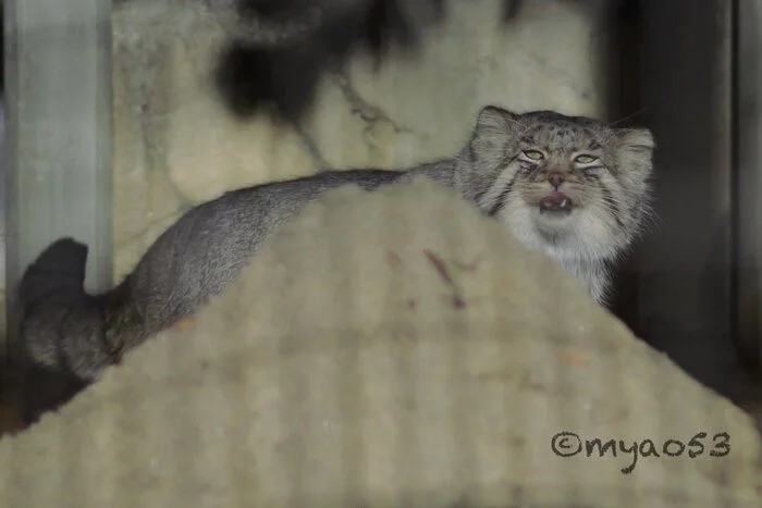 Manulya Fujiyama :3 - Wild animals, Zoo, Predatory animals, Cat family, Pallas' cat, Small cats