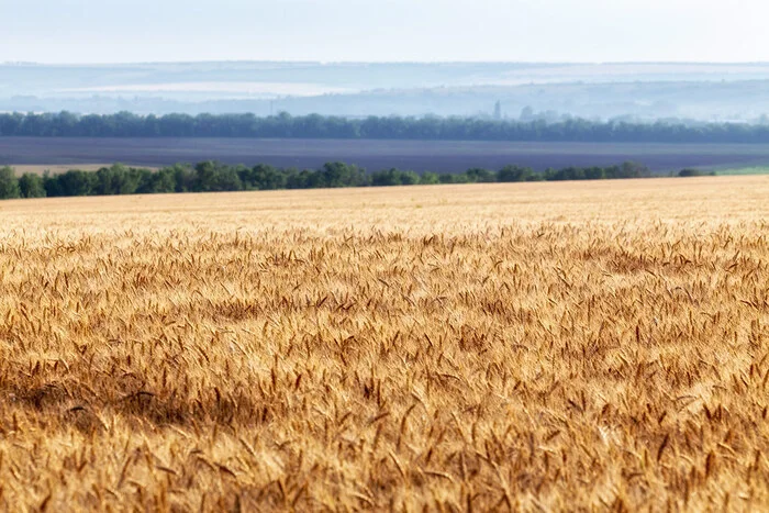 Don expanses - My, Rostov region, Field, Wheat, Steppe, Landscape, The photo