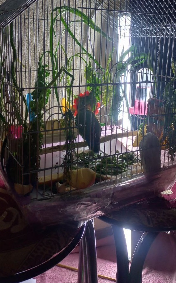 Goodbye, my friend. - My, A parrot, Disease, Lovebirds, Kamchatka, Video, Vertical video, Longpost, Treatment, Conditions, Death, Obituary, Negative