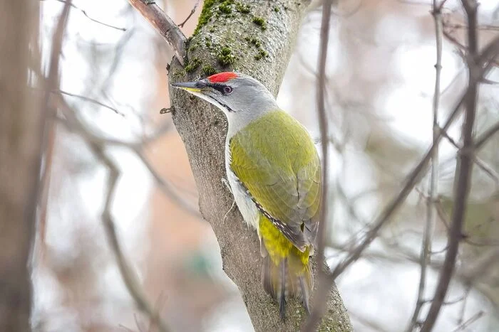 Moscow has become so beautiful that birds previously thought to be extinct have returned - Rare view, Birds, Ornithology, Bird watching, Red Book, Moscow, Longpost