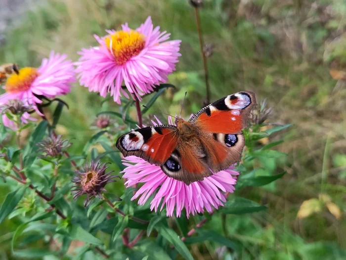 Butterfly - My, The photo, Nature, Summer, Flowers, Butterfly, Peacock's Eye