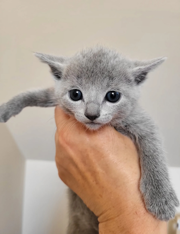 Бакарди стал четвёртым, последним котёнком в помёте