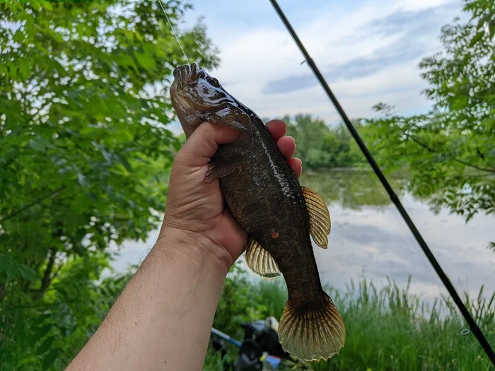 Catch - My, The photo, Nature, Summer, Fishing, Rotan