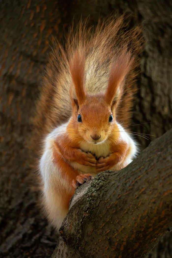 Squirrel - Squirrel, The photo, Rodents, Wild animals