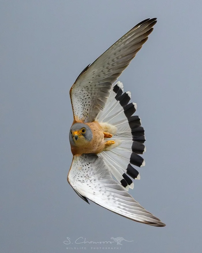 Lesser Kestrel - Birds, The photo, Kestrel