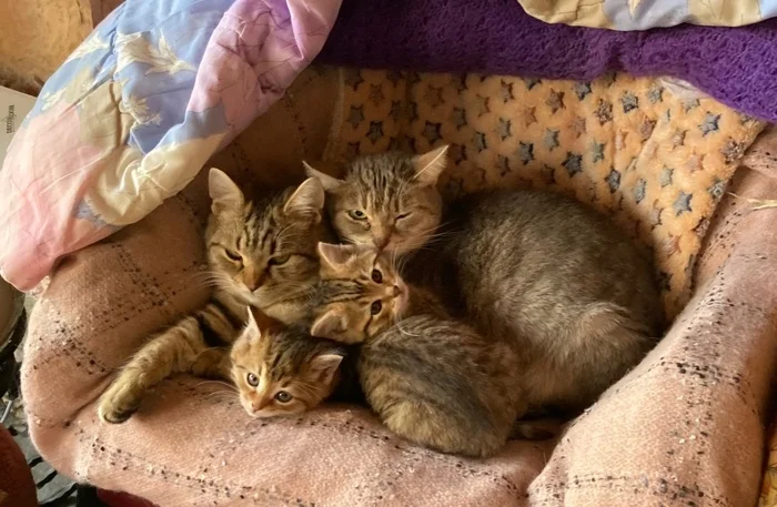 We are looking for a home for kittens: small, beautiful, big-eyed and moderately fluffy - My, Kittens, Small cats, In good hands, Homeless animals, Moscow region, Longpost, cat