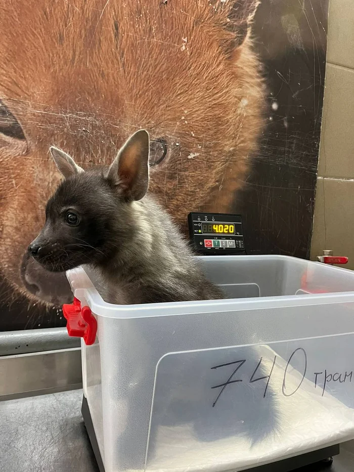 Continuation of the post Bitter Happiness - Brown hyena, Young, Moscow Zoo, Wild animals, Hyena, Care and maintenance, Video, Vertical video, Reply to post, Telegram (link), Longpost