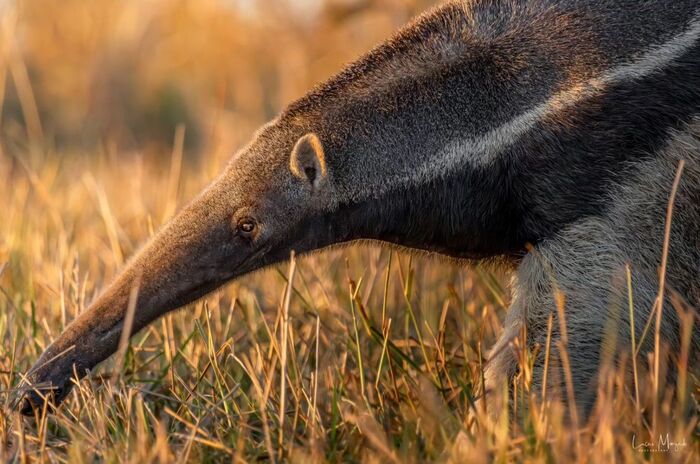 Гигантский муравьед