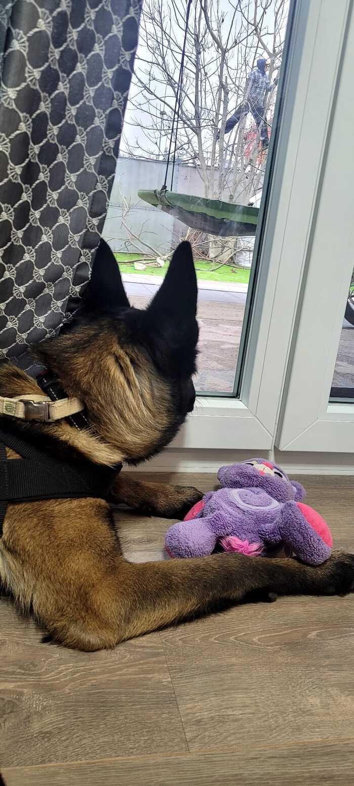 Полез сегодня обрезать орешину. Чара (малинуа, без недели шесть месяцев) с любимой игрушкой переживали, затаив дыхание!