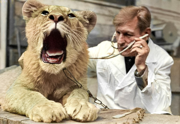 Подборка простых и потрясающих фотографий эпохи СССР. 20 раскрашенных фотографий, Часть XIV Старое фото, Историческое фото, Фотография, СССР, Детство в СССР, Сделано в СССР, 60-е, 70-е, 50-е, 80-е, Колоризация, Длиннопост