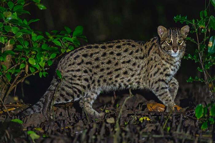 It's hunting time - Fishing Cat, Small cats, Cat family, Predatory animals, Wild animals, wildlife, Reserves and sanctuaries, India, The photo, Night shooting