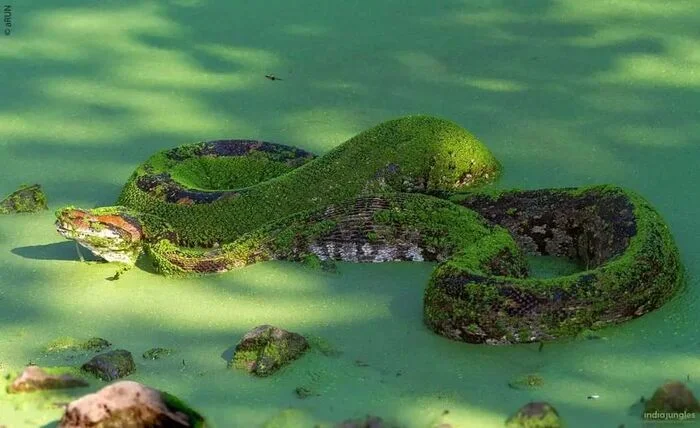 Kaa is bathing - Python, Snake, Reptiles, Wild animals, wildlife, National park, India, The photo, Duckweed, Water