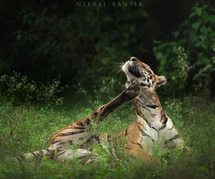 Hoba - Bengal tiger, Tiger, Big cats, Cat family, Predatory animals, Wild animals, wildlife, Reserves and sanctuaries, India, Hoba, The photo