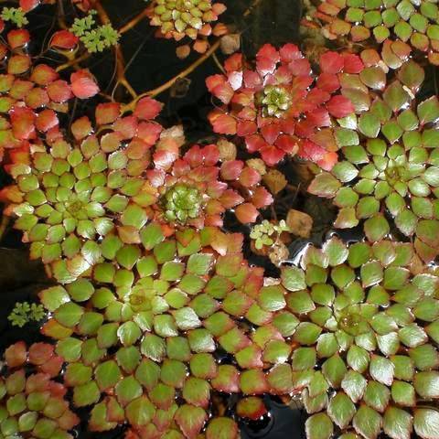 Devil's Nut - My, Chilim, Nuts, Lake, Plants, Name, Дальний Восток, Red Book