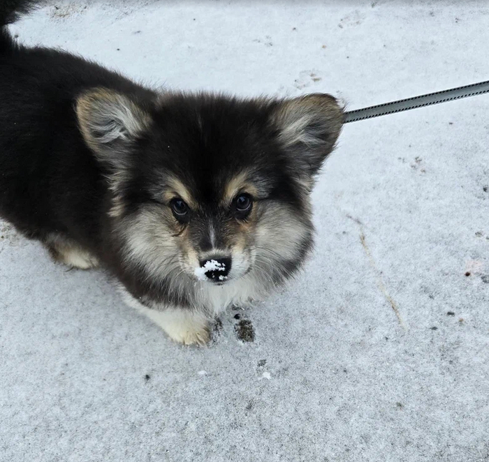 Булка снежная