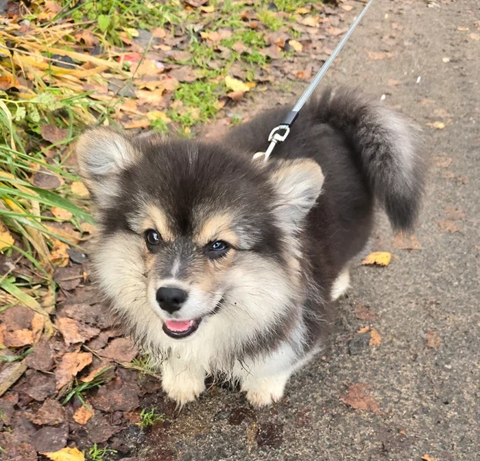 Булка улыбательная