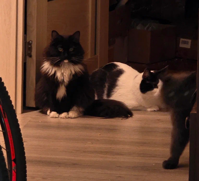 Первый день собаки - всекотовое собрание: "алярм, господа, у нас вторжение. Что делаем?"