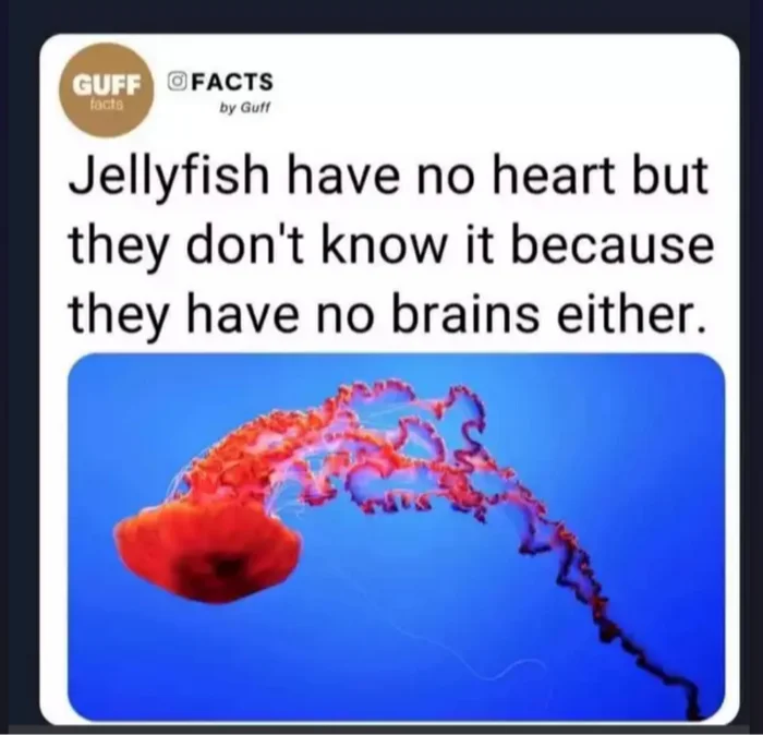 - I called my ex a jellyfish. - Was she fat? - No... - Former, Jellyfish, Brain, Heart, Picture with text