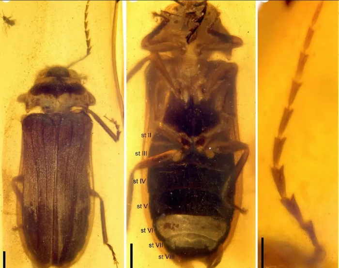 99 million year old firefly - My, The science, Scientists, Research, Nauchpop, Fireflies, Fossils, Evolution, Fossil, Mesozoic, Biology, Longpost