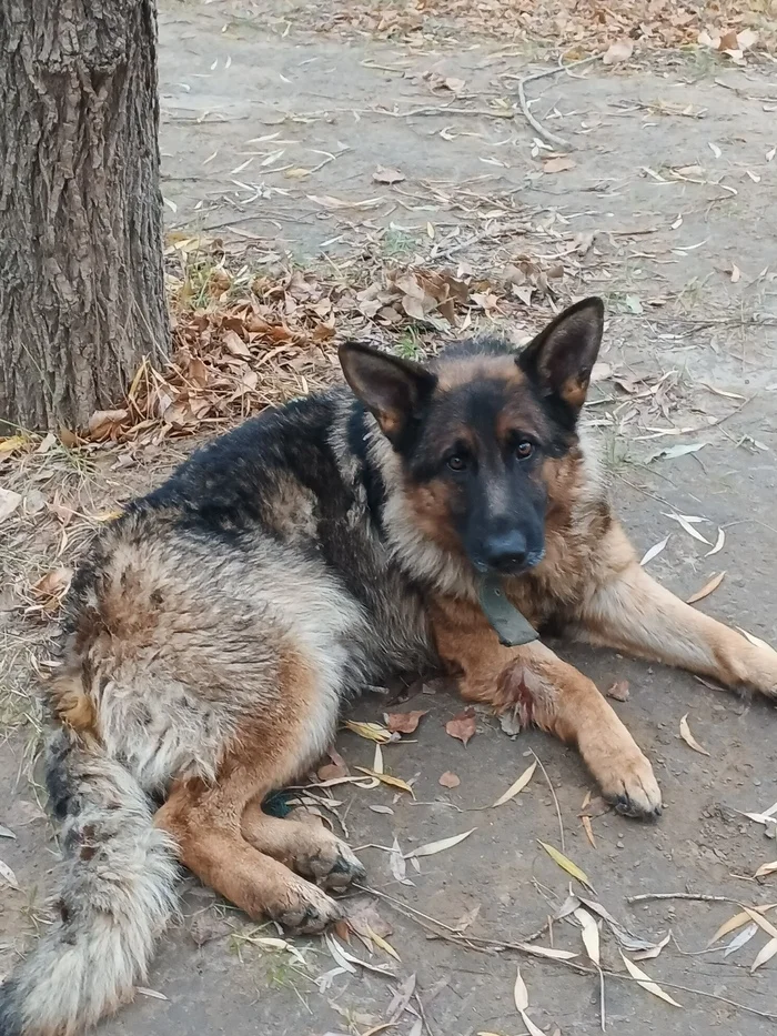 Dog found - My, Leninsk, Akhtuba River, Found a dog, Volgograd region, Longpost, Dog