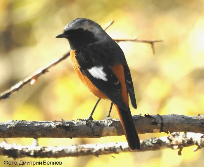 Siberian Redstart - Redstart, Passeriformes, wildlife, Primorsky Krai, Birds, The photo, Informative, Telegram (link), Longpost, Ussuri Reserve