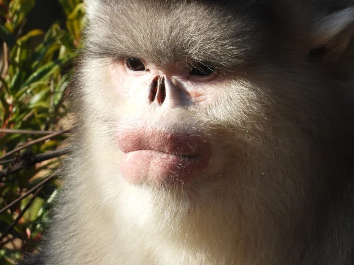 Snub-nosed Monkey: A Primate With an 'Inward' Face. It's a Consequence of Mountain Life - Monkey, Primates, Animals, Wild animals, Yandex Zen, Yandex Zen (link), Longpost