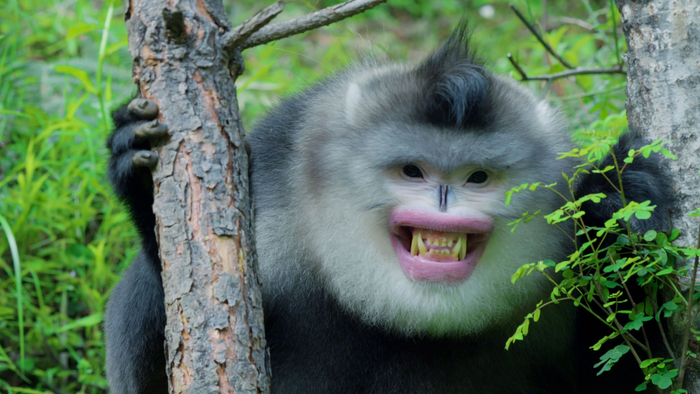 Азиаты также называют этих приматов "обезьянами с перевёрнутым лицом". Имеется ввиду, что их лицо как будто бы направлено внутрь головы, а не из неё.