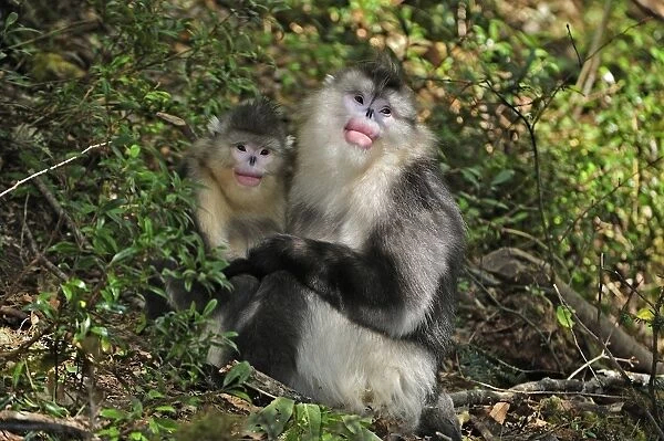 На фото явно видно, где самец, а где самка. Парни больше дам на 1/3!