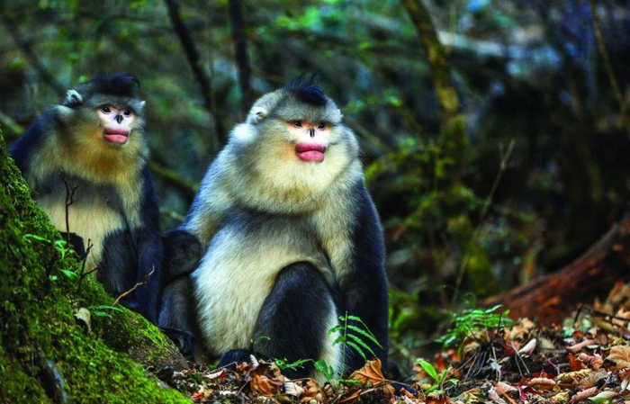 У солидного мужчины солидным должно быть всё! В том числе губы.