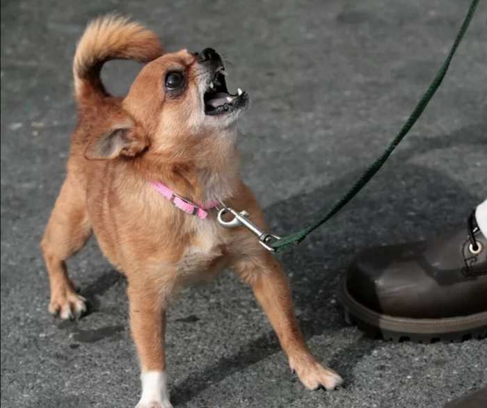 Да, я помещаюсь в твою сумку, но это не значит, что я хочу в ней сидеть!