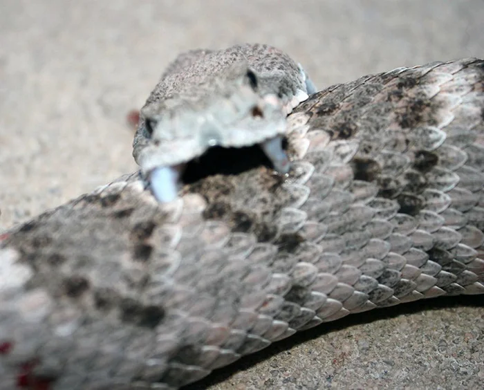 What Happens When a Poisonous Snake Bites Itself? Unexpected Observation Results - Snake, I, Bite, Animals, Wild animals, Yandex Zen, Yandex Zen (link), Longpost