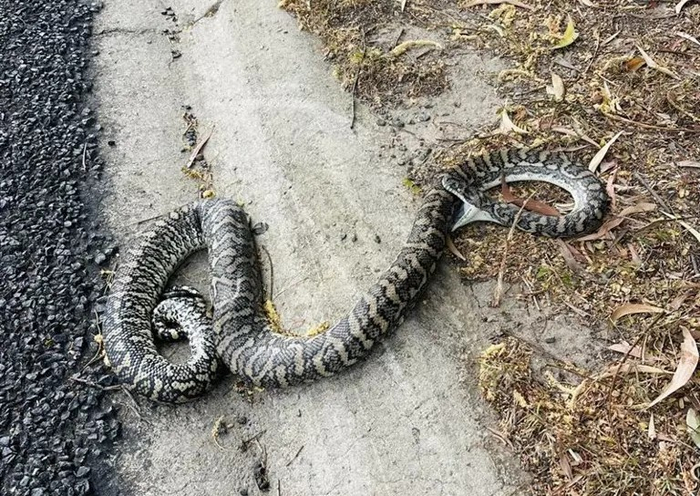 Когда змея проиграла в игру «змейка».