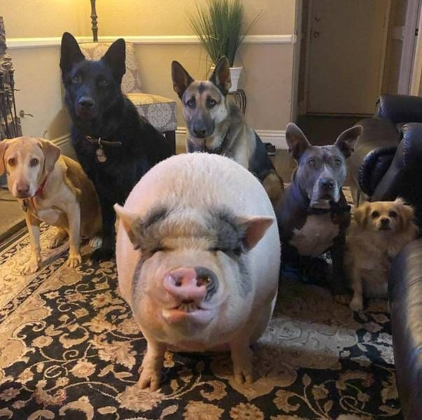 There are no small domestic pigs! It's a scam. And the owner will get 50 kg of madness in his house - Pig, Animals, Negative, Yandex Zen, Yandex Zen (link), Longpost