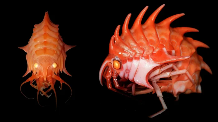 Epimeria: Antarctica's Crayfish Are Mind-Blowing. They're Like Another Planet - Shrimps, Antarctica, Animals, Wild animals, Yandex Zen, Yandex Zen (link), Longpost, Deep-sea inhabitants