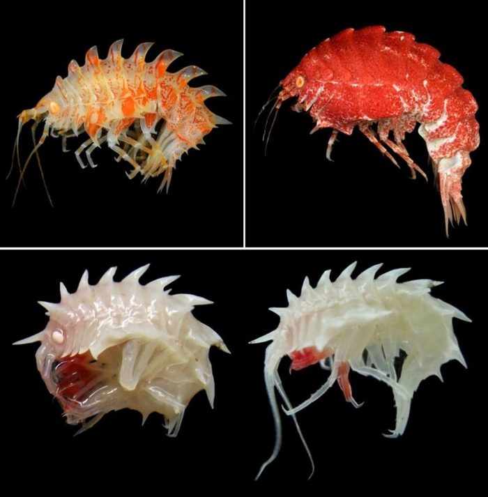 Такие креветки к пиву точно не подойдут! Шипастые, мелкие, страшные — а можно мне, пожалуйста, поменять блюдо?