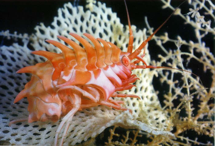 При этом размер у эпимерий не маленький — они вырастают до 8 см!