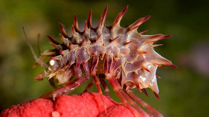 Хищные рачки охотятся на многощетинковых червей, губок, офиур, морских огурцов и даже на своих мелких ракообразных родственников.