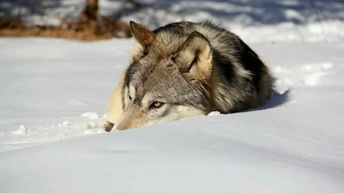 Wolves Enter 'Winter Mode': Time for Trials and Challenging Big Game Hunts - Wolf, Winter, Animals, Wild animals, Yandex Zen, Yandex Zen (link), Longpost