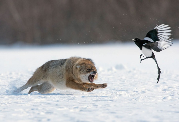 А ну иди сюда, за бочок куснуть надо!