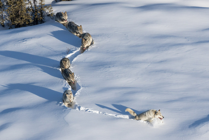 Черт, надо было придумать не только стайную охоту, но и лыжи!